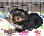 Small Photo #6 Yorkshire Terrier Puppy For Sale in ORO VALLEY, AZ, USA