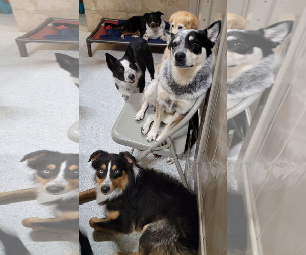 Medium Photo #4 Australian Shepherd Puppy For Sale in Highland, IL, USA
