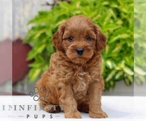 Cavapoo Puppy for sale in NARVON, PA, USA