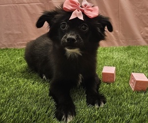 Chihuahua Puppy for sale in STUART, FL, USA