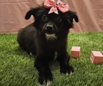 Small Chihuahua