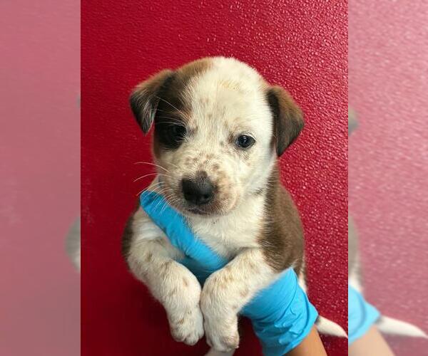 Medium Photo #1 Texas Heeler-Unknown Mix Puppy For Sale in Visalia, CA, USA