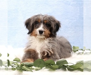 Bernedoodle (Miniature) Puppy for sale in LIVINGSTON, WI, USA