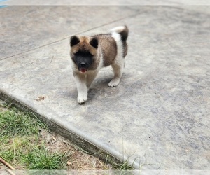 Akita Puppy for Sale in LAKEBAY, Washington USA