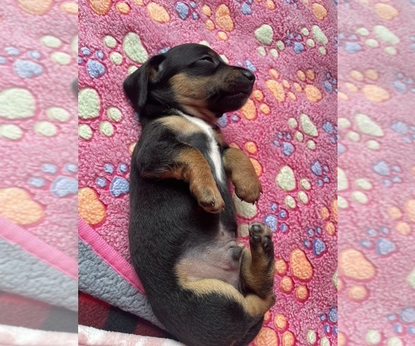 Medium Photo #3 Dachshund Puppy For Sale in OLYMPIA, WA, USA