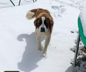 Mother of the Saint Bernard puppies born on 05/18/2025