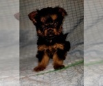Small Photo #222 Yorkshire Terrier Puppy For Sale in AKRON, OH, USA