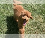 Puppy Graham AKC Poodle (Miniature)