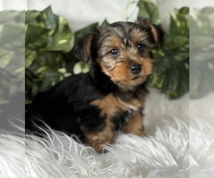 Yorkshire Terrier Puppy for sale in ROCK STREAM, NY, USA