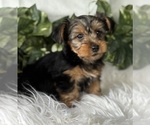 Small Yorkshire Terrier