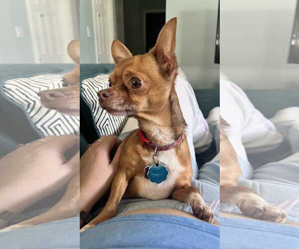 Medium Photo #3 Chihuahua Puppy For Sale in Lancaster, PA, USA