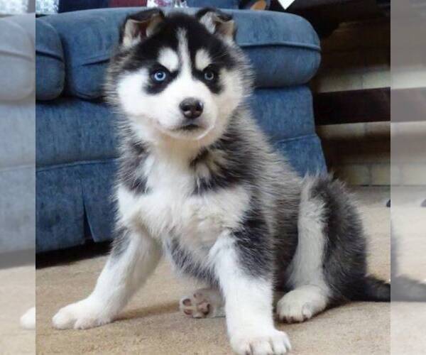 Medium Photo #8 Siberian Husky Puppy For Sale in DANVILLE, PA, USA