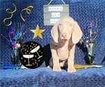 Small Photo #10 Weimaraner Puppy For Sale in NEWCASTLE, OK, USA