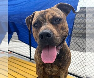 American Staffordshire Terrier-Unknown Mix Dogs for adoption in Elk Grove, CA, USA