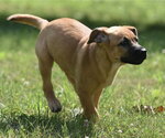 Small #5 Retriever  Mix