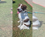 Small #3 Brittany-Colonial Cocker Spaniel Mix