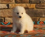 Small #3 Samoyed