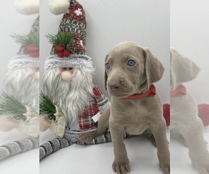 Weimaraner Puppy for sale in MIAMI, FL, USA