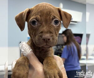 Labrador Retriever-Retriever  Mix Dogs for adoption in Washington, DC, USA