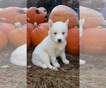 Small Photo #3 Siberian Husky Puppy For Sale in DINWIDDIE, VA, USA