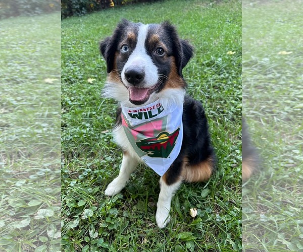 Medium Photo #1 Australian Shepherd-Unknown Mix Puppy For Sale in Minneapolis, MN, USA