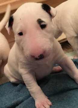 Medium Photo #3 Bull Terrier Puppy For Sale in FLORENCE, KY, USA