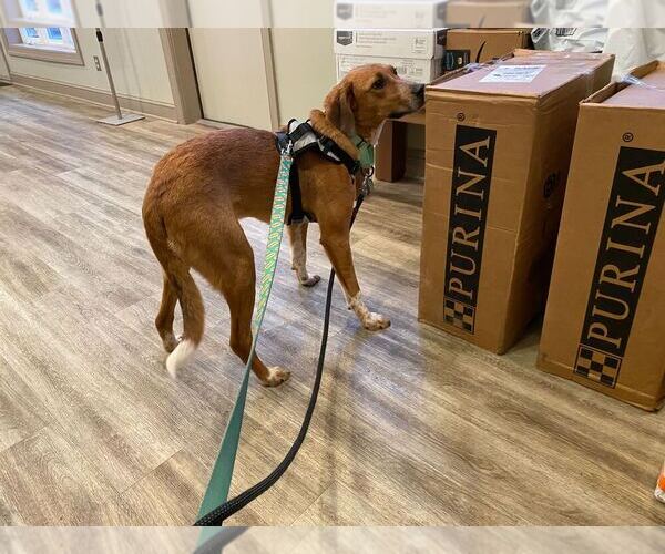 Medium Photo #4 Mutt Puppy For Sale in Silver Spring, MD, USA