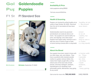 Goldendoodle Puppy for sale in FRANKFORT, IN, USA