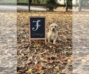 Labrador Retriever Puppy for sale in MAYSVILLE, GA, USA