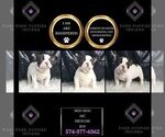 Puppy 9 French Bulldog