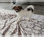 Small #1 Papillon