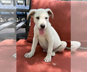 Labrador Retriever-Unknown Mix Dogs for adoption in Phoenix, AZ, USA