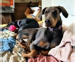 Small #2 Doberman Pinscher