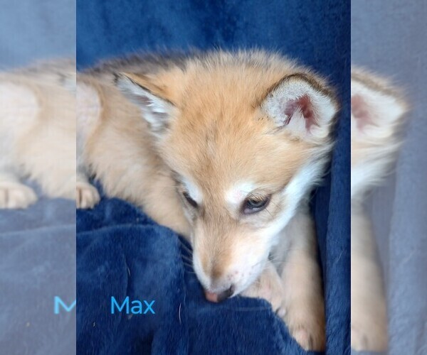 Medium Photo #2 Wolf Hybrid Puppy For Sale in BYBEE, TN, USA