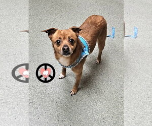 Jack Chi Dogs for adoption in Lebanon, PA, USA