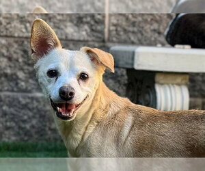AUSTRA - Female Chihuahua-Unknown Mix Dog for Adoption - Photo #2