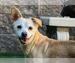 Small Photo #2 Chihuahua-Unknown Mix Puppy For Sale in Moreno Valley, CA, USA