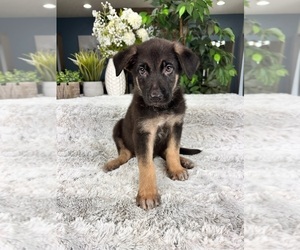 German Shepherd Dog Puppy for sale in GREENFIELD, IN, USA