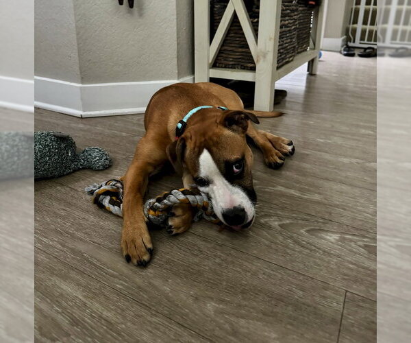 Medium Photo #2 Boxer-Unknown Mix Puppy For Sale in San Juan Capistrano, CA, USA