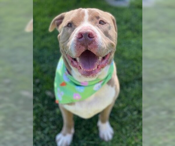 Medium Photo #4 American Pit Bull Terrier-Unknown Mix Puppy For Sale in Ventura, CA, USA
