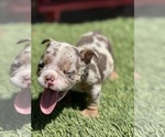 Small Photo #13 Bulldog Puppy For Sale in LOS ANGELES, CA, USA