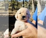 Puppy Snowy Golden Retriever