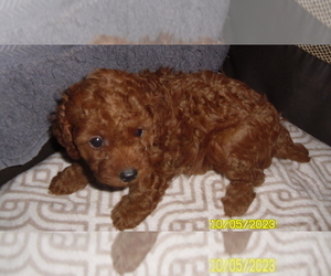Poodle (Toy) Puppy for sale in DULUTH, GA, USA