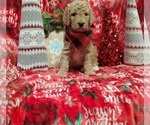 Small Photo #7 Poodle (Standard) Puppy For Sale in LUTZ, FL, USA