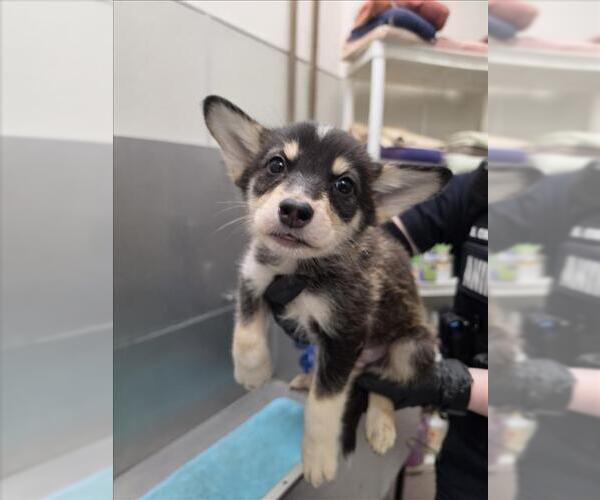 Medium Photo #1 Siberian Husky Puppy For Sale in Tracy, CA, USA