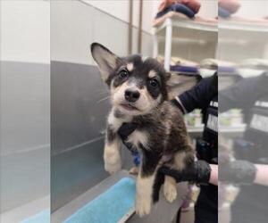 Siberian Husky Dogs for adoption in Tracy, CA, USA