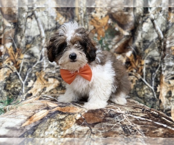 Medium Photo #10 ShihPoo Puppy For Sale in LAKELAND, FL, USA
