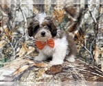 Small #9 ShihPoo