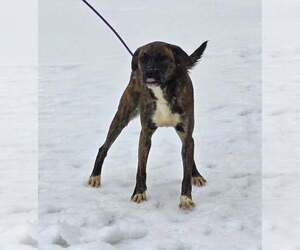 Lily - Female Boxer-Unknown Mix Dog for Adoption - Photo #8