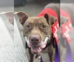 Small #1 American Pit Bull Terrier Mix